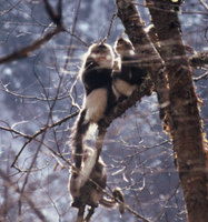 Black snub-nosed monkey (Rhinopithecus bieti)