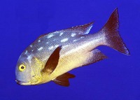 Macolor macularis, Midnight snapper: fisheries, gamefish