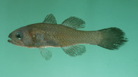 Pseudamia tarri, Tarr's cardinalfish: