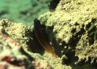 Ecsenius bicolor, Bicolor blenny: aquarium