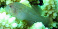 Gobiodon rivulatus, Rippled coralgoby: aquarium