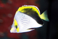 Chaetodon declivis, Marquesas butterflyfish: aquarium