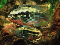Laetacara dorsigera, Redbreast acara: aquarium