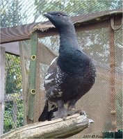 Black-billed Capercaillie Tetrao parvirostris