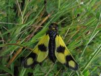 Libelloides macaronius