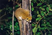 Image of: Cheirogaleus major (greater dwarf lemur)