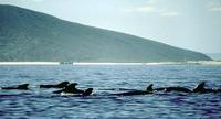 Image of: Globicephala macrorhynchus (short-finned pilot whale)