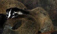 Image of: Paguma larvata (masked palm civet)