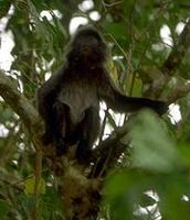 Image of: Presbytis (leaf-monkeys and surilis)