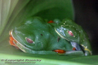 Agalychnis callidryas - Red-eyed Tree Frog