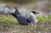 Stercorarius parasiticus - Arctic Skua