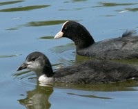 Fulica atra - Common Coot