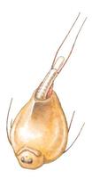 Image of: Lepidurus packardi