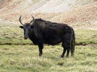 Bos mutus f. grunniensis - Yak