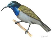 Image of: Cyanomitra verticalis (green-headed sunbird)