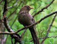 Image of: Garrulax davidi (plain laughingthrush)