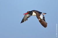 Image of: Haematopus palliatus (American oystercatcher)