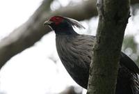 Image of: Lophura leucomelanos (Kalij pheasant)