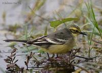 Image of: Motacilla citreola (citrine wagtail)