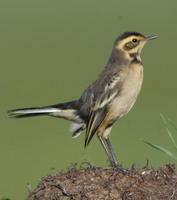 Image of: Motacilla citreola (citrine wagtail)