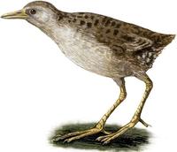 Image of: Porzana palmeri (Laysan crake)