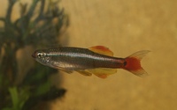 Tanichthys albonubes - Canton Danio