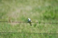 Image of: Tyrannus forficatus (scissor-tailed flycatcher)