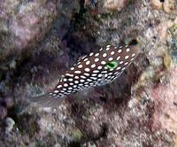 Image of: Canthigaster jactator (whitespotted toby)