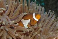 Amphiprion ocellaris - Clown Anemonefish