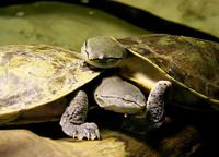 Phrynops hilarii - Hilaire's Side-necked Turtle