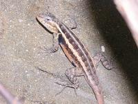 Sceloporus variabilis - Rose-bellied Lizard