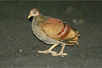 Moluccan Scrubfowl - Eulipoa wallacei