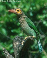 Brown-headed Barbet - Megalaima zeylanica