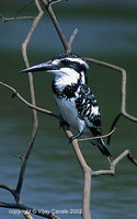 Pied Kingfisher - Ceryle rudis