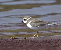 Semipalmated Plover - Charadrius semipalmatus