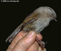 Streak-throated Fulvetta - Alcippe cinereiceps