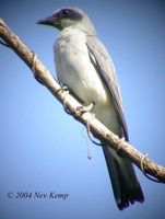 Wallacean Cuckooshrike - Coracina personata