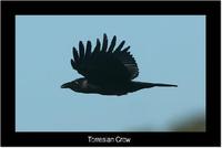 Torresian Crow