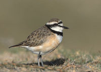 Madagascar (Black-banded) Plover (Charadrius thoracicus) photo