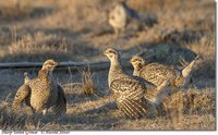 Sharp-tailed Grouse - Tympanuchus phasianellus