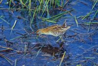 Baillon's Crake - Porzana pusilla