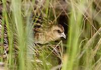 Yellow Rail (Coturnicops noveboracensis) photo