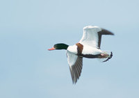 Common Shelduck (Tadorna tadorna) photo