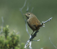 House Wren (Troglodytes aedon) photo