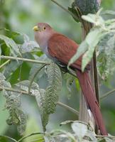 Squirrel Cuckoo (Piaya cayana) photo