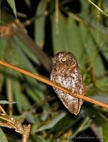 Mindanao Scops-Owl - Otus mirus