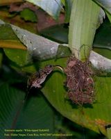 White-tipped Sicklebill - Eutoxeres aquila