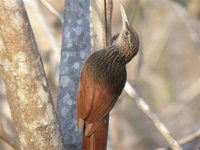 Ivory-billed Woodcreeper - Xiphorhynchus flavigaster