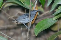 Black-chinned Antbird - Hypocnemoides melanopogon