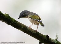 White-browed Shrike-Babbler - Pteruthius flaviscapis